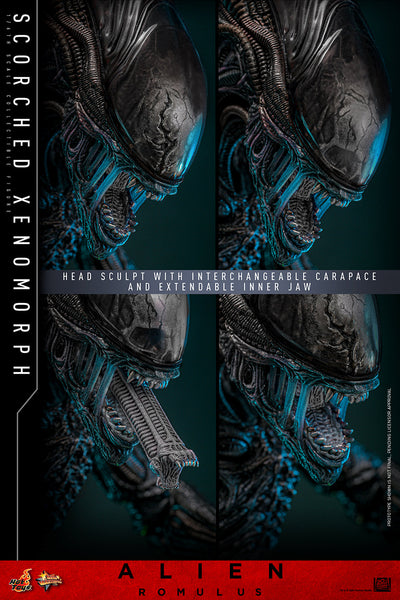 Hot Toys - MMS784 Alien Romulus 1/6th Scale Collectible Figure - Scorched Xenomorph